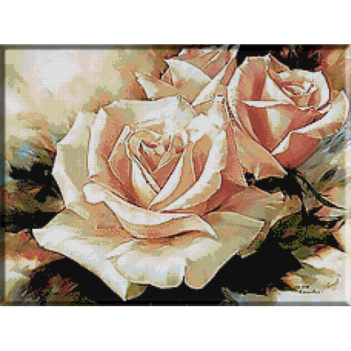 1449 - Trandafiri parfumati
