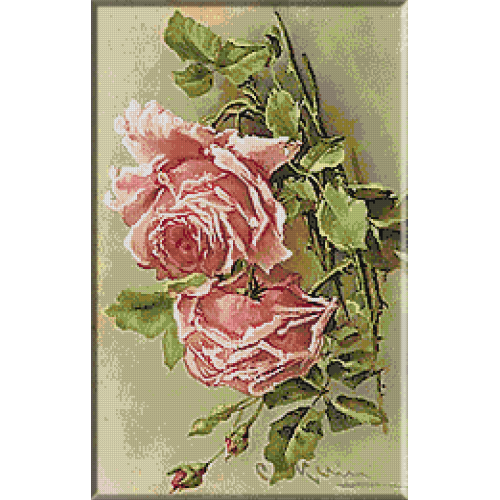 2000.Klein - Trandafiri roz