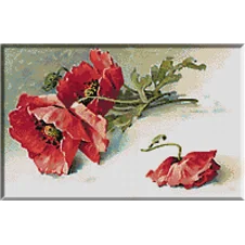 2609.Klein-poppies