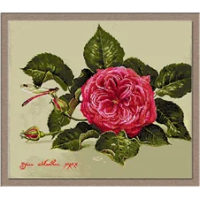 2628.pink rose